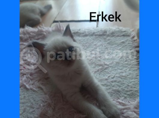 Mükemmel Kalite Bluepoint Yavrular görsel