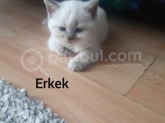 Mükemmel Kalite Bluepoint Yavrular görsel