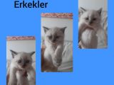 Mükemmel Kalite Bluepoint Yavrular