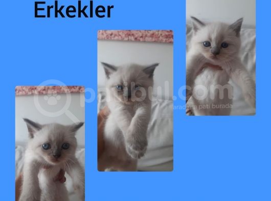 Mükemmel Kalite Bluepoint Yavrular görsel