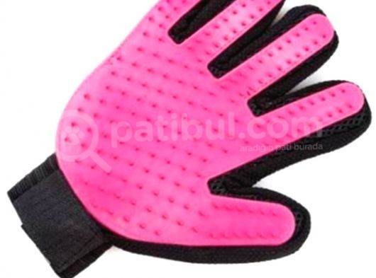 4.5 Aylık Schottis görsel