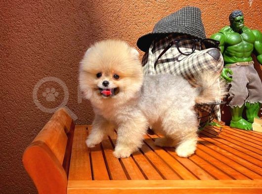 Süslü Köpek Hanry görsel
