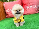 Güzelli̇ği̇ İle Beğeni̇ Toplayan Pomerani̇an Yavrumuz