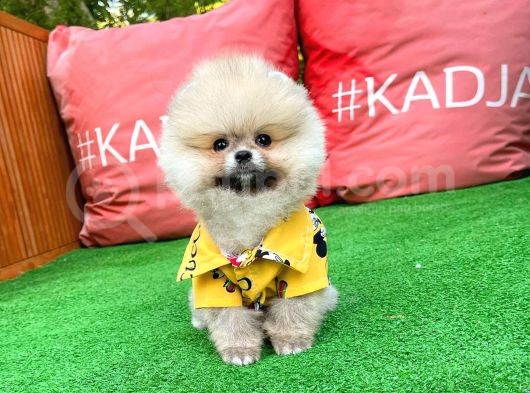 Güzelli̇ği̇ İle Beğeni̇ Toplayan Pomerani̇an Yavrumuz görsel