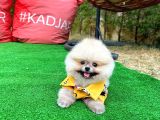 Güzelli̇ği̇ İle Beğeni̇ Toplayan Pomerani̇an Yavrumuz