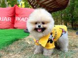 Güzelli̇ği̇ İle Beğeni̇ Toplayan Pomerani̇an Yavrumuz