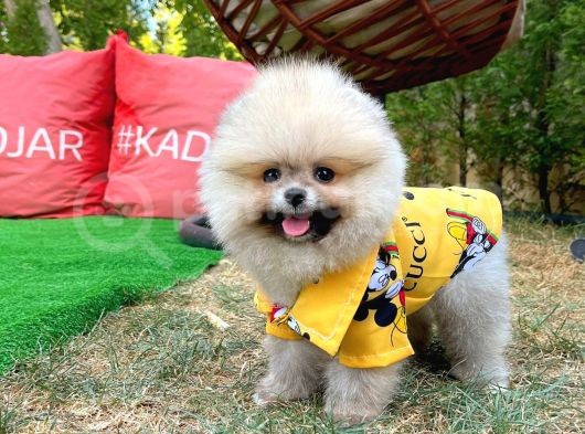 Güzelli̇ği̇ İle Beğeni̇ Toplayan Pomerani̇an Yavrumuz görsel