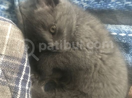 Annemin Hastalığının Çıkması Durumunda Aresi Sahiplendiriyorum Detaylar Için Wp görsel
