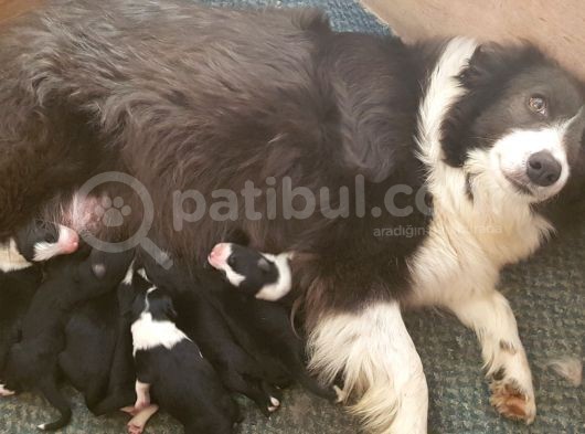 Satılık Border Collie Yavrusu