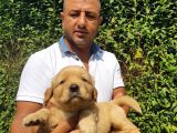 Golden Yavruları