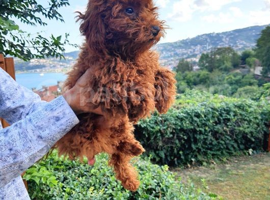 Toy Poodle Orjinal Irk Ve Sağlık Garantili