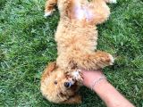 5 Aylık Erkek Toy Poodle