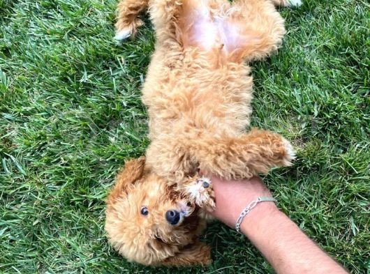 5 Aylık Erkek Toy Poodle görsel