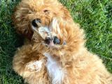5 Aylık Erkek Toy Poodle
