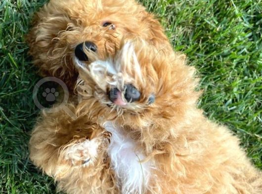 5 Aylık Erkek Toy Poodle görsel