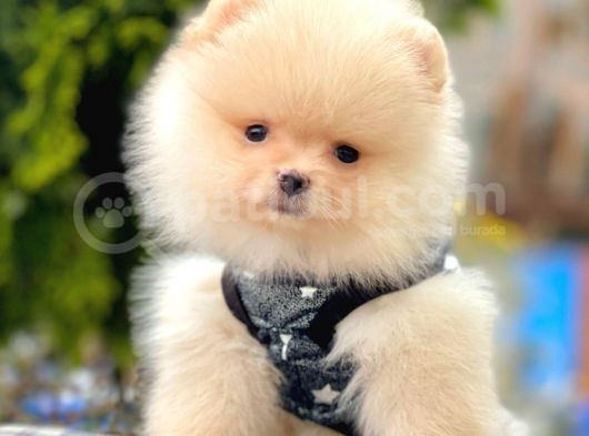 Teddy Bear görsel