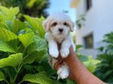 Sevi̇mli̇ Malti̇po Yavru