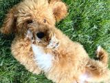 5 Aylık Erkek Toy Poodle