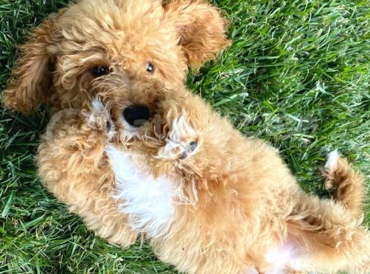5 Aylık Erkek Toy Poodle görsel