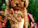 Toy poddle 