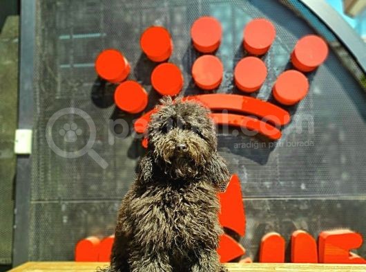 5,5 Aylık Erkek Siyah Poodle görsel