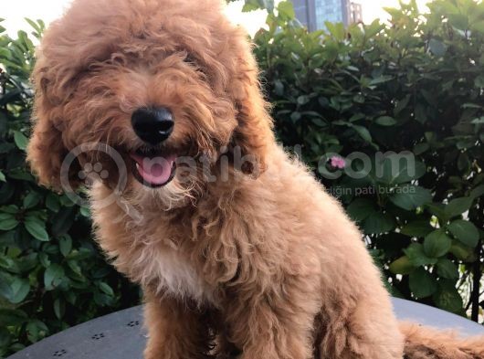 5 Aylık Erkek Toy Poodle
