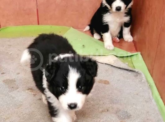 Satılık Border Collie Yavrusu görsel