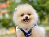 Wc Eğitimli  Pomeranian (Erkek)