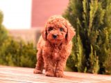 Toy Poodle Yavrular ( Red,Red Brown,Apricot,Silver,Siyah)