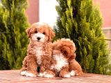Toy Poodle Yavrular ( Red,Red Brown,Apricot,Silver,Siyah)