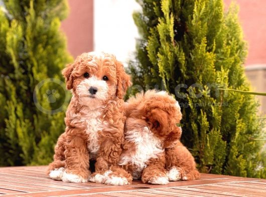 Toy Poodle Yavrular ( Red,Red Brown,Apricot,Silver,Siyah) görsel