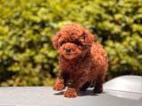 Toy Poodle Yavrular ( Red,Red Brown,Apricot,Silver,Siyah)