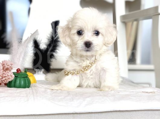 Maltese Mini Boy Yavrular görsel