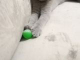 Acill British Shorthair Erkek