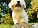 Tüy Yumağı Maltipoo Bebeğim
