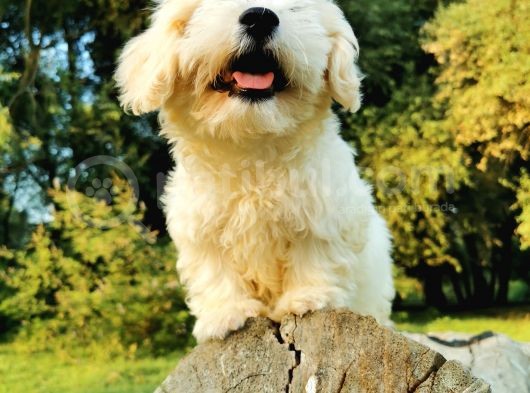 Tüy Yumağı Maltipoo Bebeğim görsel