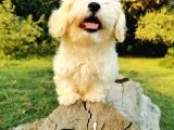 Tüy Yumağı Maltipoo Bebeğim