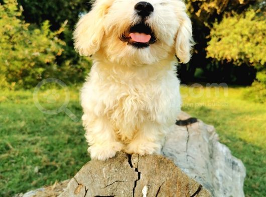 Tüy Yumağı Maltipoo Bebeğim görsel