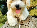 Tüy Yumağı Maltipoo Bebeğim
