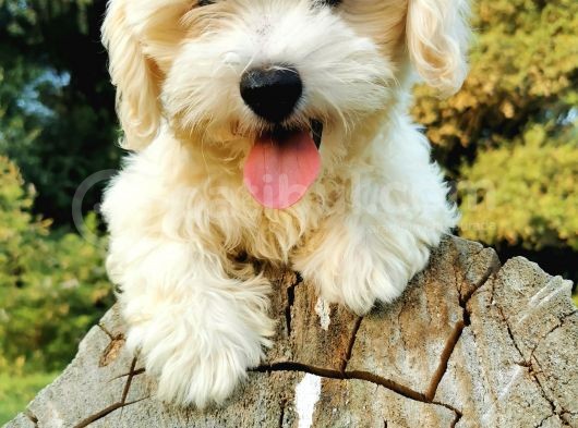 Tüy Yumağı Maltipoo Bebeğim görsel