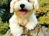Tüy Yumağı Maltipoo Bebeğim