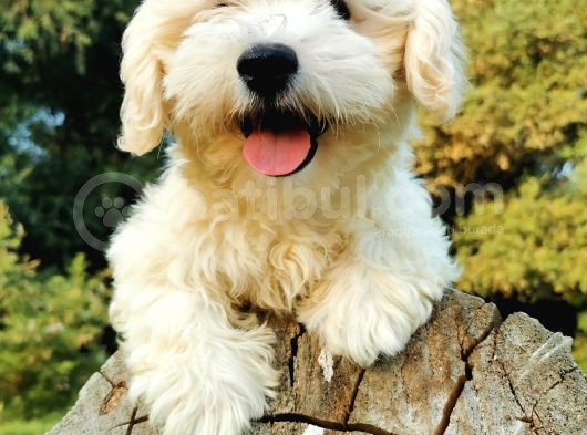 Tüy Yumağı Maltipoo Bebeğim görsel