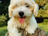 Tüy Yumağı Maltipoo Bebeğim