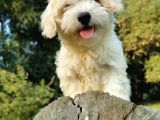 Tüy Yumağı Maltipoo Bebeğim