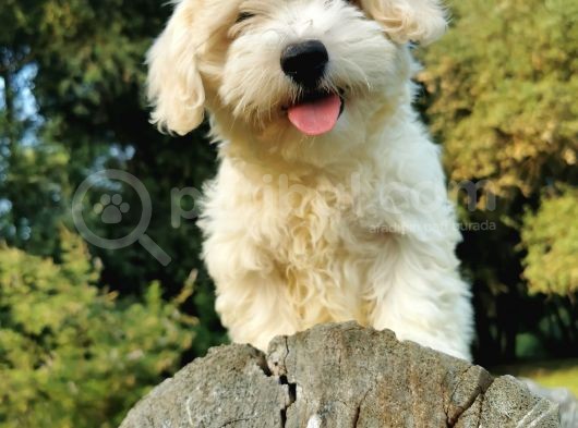 Tüy Yumağı Maltipoo Bebeğim