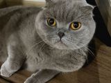 2 Yaşında Safkan Show Kalite Lilac Dişi Scottish Fold