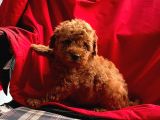 Red Brown Toy Poodle 