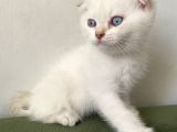 2 Aylik Golden Poi̇nt Cream Golden  Blue Golden