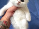 Orjinal Safkan Scottish Fold Yavrularımız
