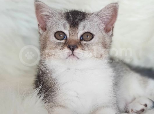 Veteriner Teknikerinden Irk Ve Sağlık Garantili British Shorthair Yavrumuz görsel